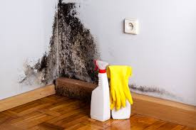 Professional Mold Remediation in Goldthwaite, TX